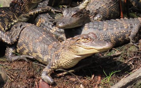 Gathering of gators at Alligator River National Wildlife Refuge - The ...