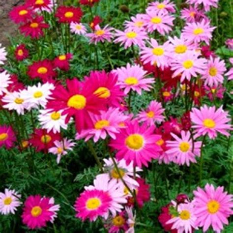 Pyrethrum Daisy Mix Open Pollinated Seeds NON GMO for Planting | Etsy