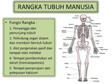 Jelaskan Fungsi Fungsi Sistem Rangka Bagi Tubuh Manusia - Homecare24