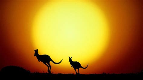 Kangaroo Wallpapers - Wallpaper Cave