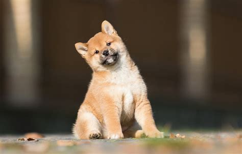 Shiba-Inu Images – Browse 74 Stock Photos, Vectors, and Video | Adobe Stock