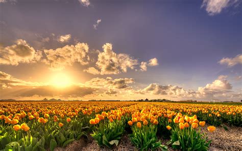 Yellow Tulip flowers field at sunset HD wallpaper | Wallpaper Flare