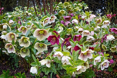 The best hellebores to grow in your garden | Weekend | The Times