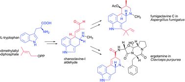 Ergot alkaloids: structure diversity, biosynthetic gene clusters and functional proof of ...