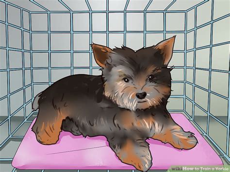 How to Train a Yorkie (with Pictures) - wikiHow