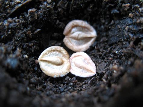 African Daisy Seeds | I thought these seed looked unusual. T… | Flickr ...