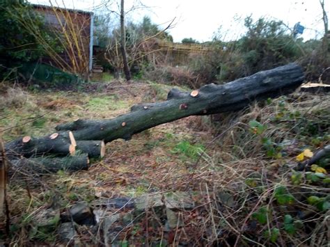 Trees at Inverness Crematorium removed "for safety reasons"