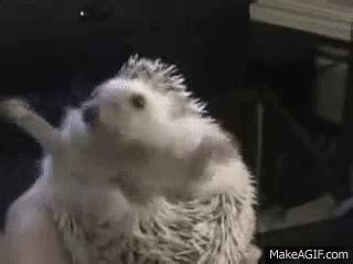 Hedgehog Numa Numa Dance on Make a GIF