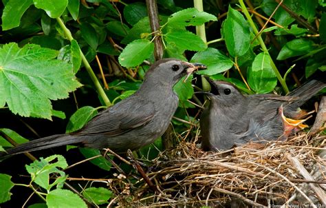 Canadian Wildlife Federation: Birds