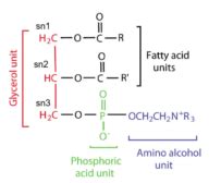 Phospholipid - Definition and Examples - Biology Online Dictionary