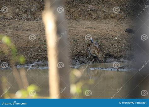 Leopards in the Yala National Park of Sri Lanka Stock Photo - Image of ...