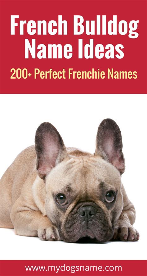 French Bulldog Names [200+ Perfect Ideas] – My Dog's Name | French ...