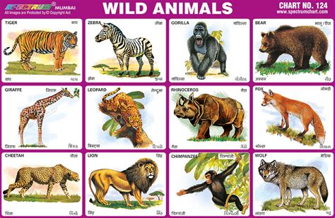 Spectrum Educational Charts: Chart 124 - Wild Animals