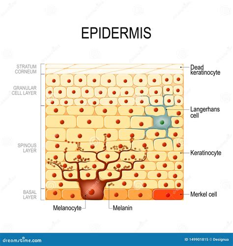 Dermis Epidermis Cartoons, Illustrations & Vector Stock Images - 12109 ...