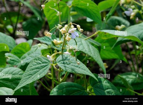 Common bean (Phaseolus vulgaris) in flower, Belgium Stock Photo - Alamy