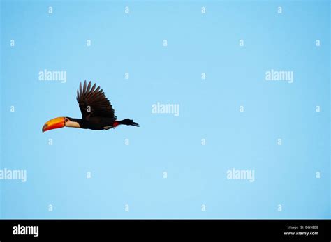 Flying toucan hi-res stock photography and images - Alamy