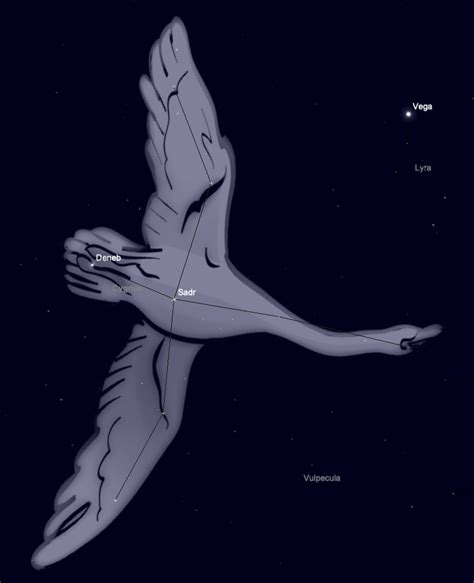 Cygnus Constellation Guide | The Summer Swan in Our Night Sky