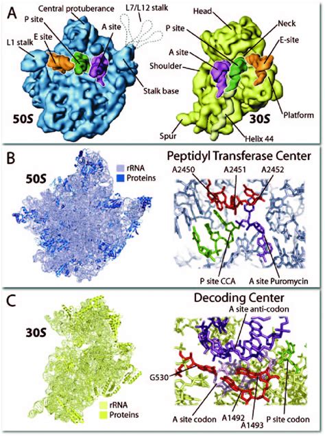 Visualizations of the ribosome structure. Panel A. The two ribosome... | Download Scientific Diagram