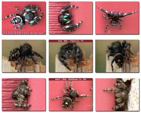 Phidippus audax: bold jumping spider video