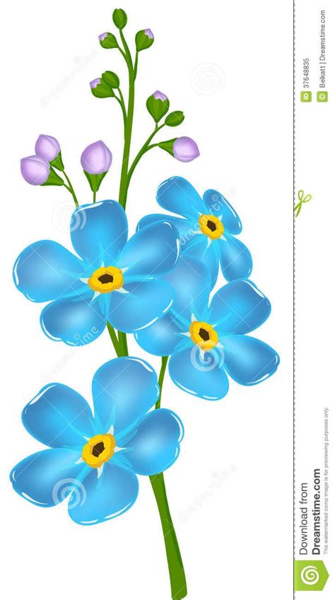 Illustration With Forget-me-not Flower Royalty Free Stock Photo ... | 꽃 스케치, 수채화 꽃, 꽃