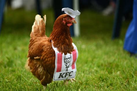 Fresh KFC at the picnic editorial stock image. Image of healthy - 241805934