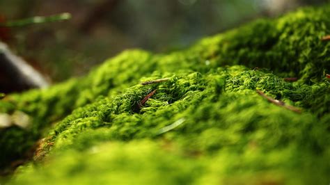 Moss Full HD Wallpaper and Background Image | 2560x1440 | ID:526182