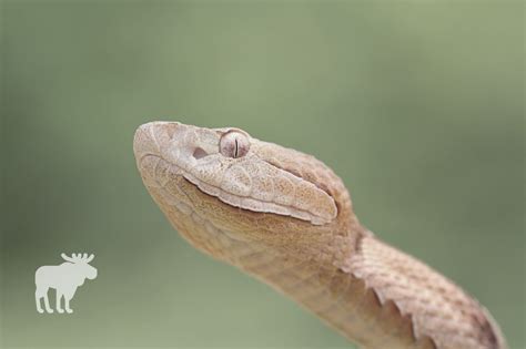 Juvenile Copperhead Snake Identification