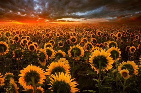 15 Choices aesthetic sunflower wallpaper for chromebook You Can Save It Free Of Charge ...