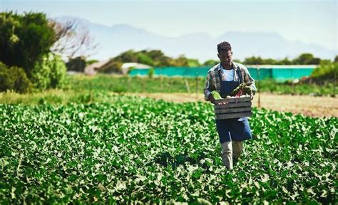 South Africa’s smallholder vegetable farmers aren’t getting the finance they need - SA People