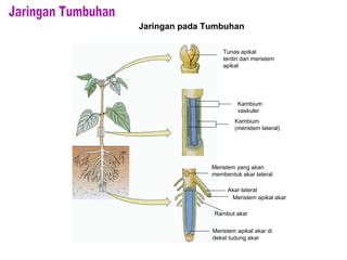 JARINGAN TUMBUHAN | PPT