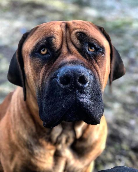 Boerboel Worldwide on Instagram: “Looking handsome 😎 . 📸 ...