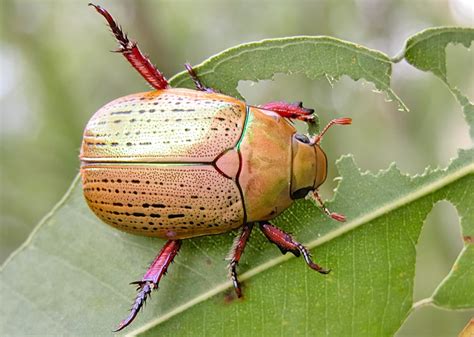 Common Christmas Beetle - Anoplognathus porosus