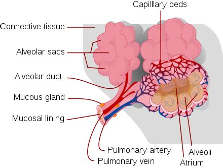 Pulmonary contusion - Wikipedia