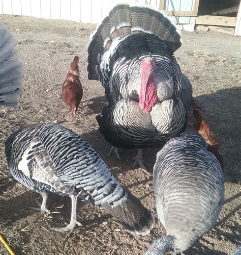 Narragansett Turkeys - Poults for Sale | Cackle Hatchery