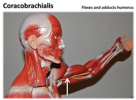 coracobrachialis muscle - musculocutaneous Man Anatomy, Muscle Anatomy, Harrisburg Area ...