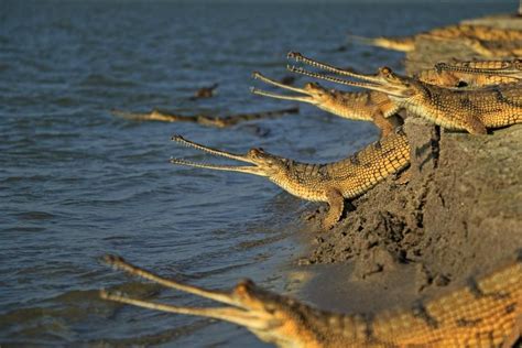 Картинки по запросу Gharial | Gharial, Cute reptiles, Reptiles and amphibians