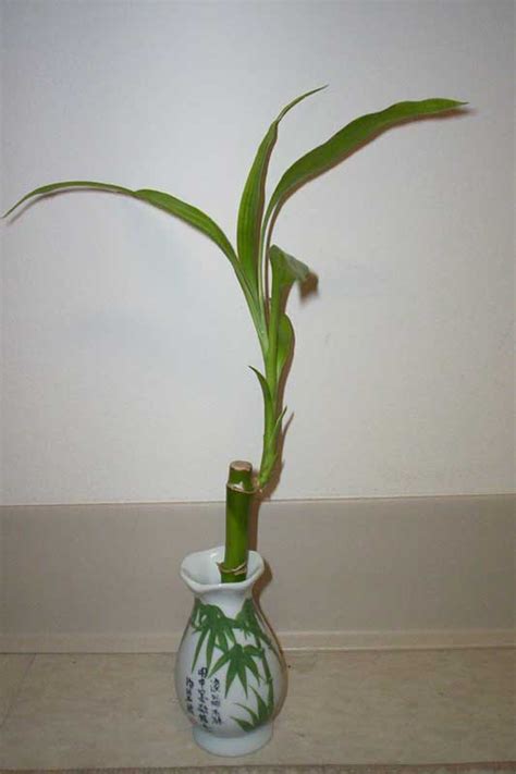 PlantOasis.com - Lucky Bamboo (Dracaena sanderiana), Ribbon Plant