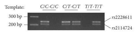 ARMS-PCR-based detection of minor and major alleles in controls and ...