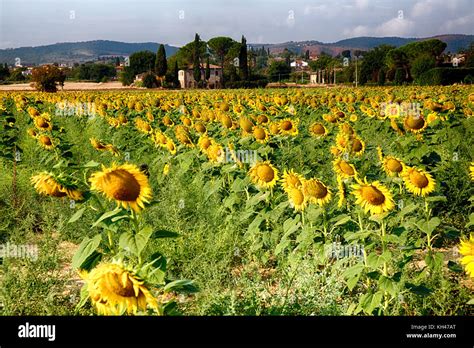 Sunflower field tuscany italy hi-res stock photography and images - Alamy