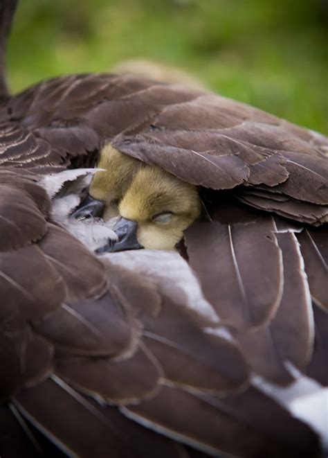 20 Birds Taking Care Of Their Babies