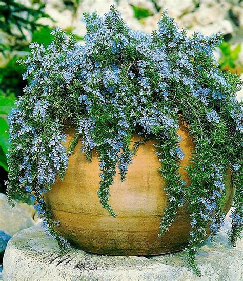 Growing Rosemary In Pots | Rosemary Plant Care | Balcony Garden Web