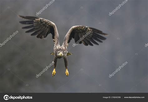 White Tailed Eagle Natural Habitat Stock Photo by ©kwasny222 218242356