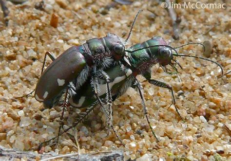 Ohio Birds and Biodiversity: Tiger Beetle larva: Absolutely ferocious!