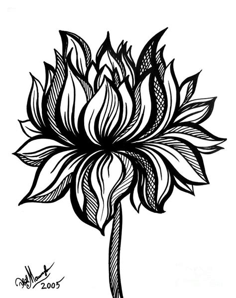 Lotus Flower. Black-white Drawing Drawing by Sofia Metal Queen