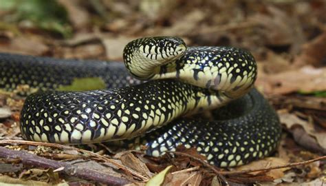 Black Snakes with Yellow Rings in Georgia | Sciencing