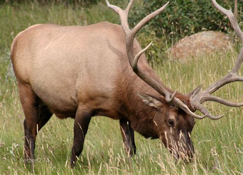 Elk. Banff National Park. Canada