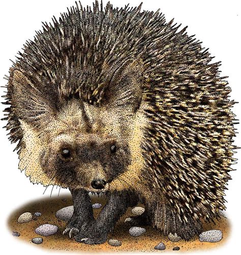 Desert Hedgehog Photograph by Roger Hall - Pixels