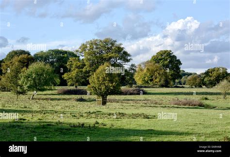 Hatfield Forest Stock Photo: 75506547 - Alamy