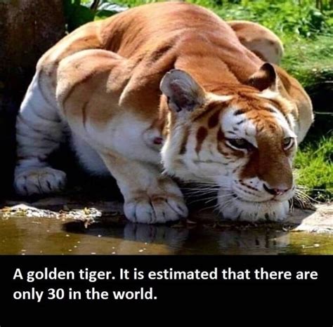 Golden Tiger in 2024 | Animal facts, Unbelievable facts, Cool science facts