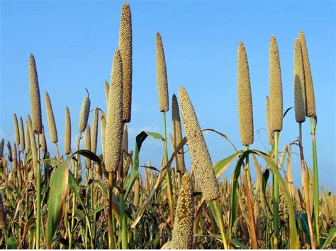 Common Millet Types: Pearl, Foxtail, Finger, & Proso Millet